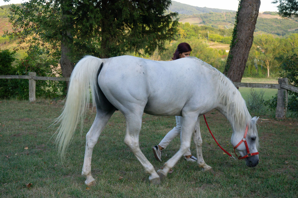conero passeggiate a cavallo