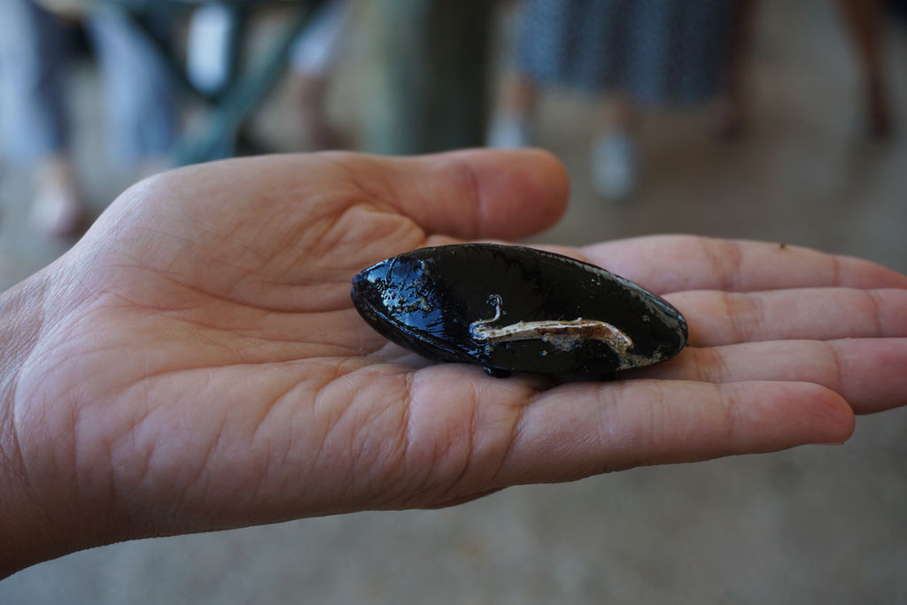 mosciolo di portonovo