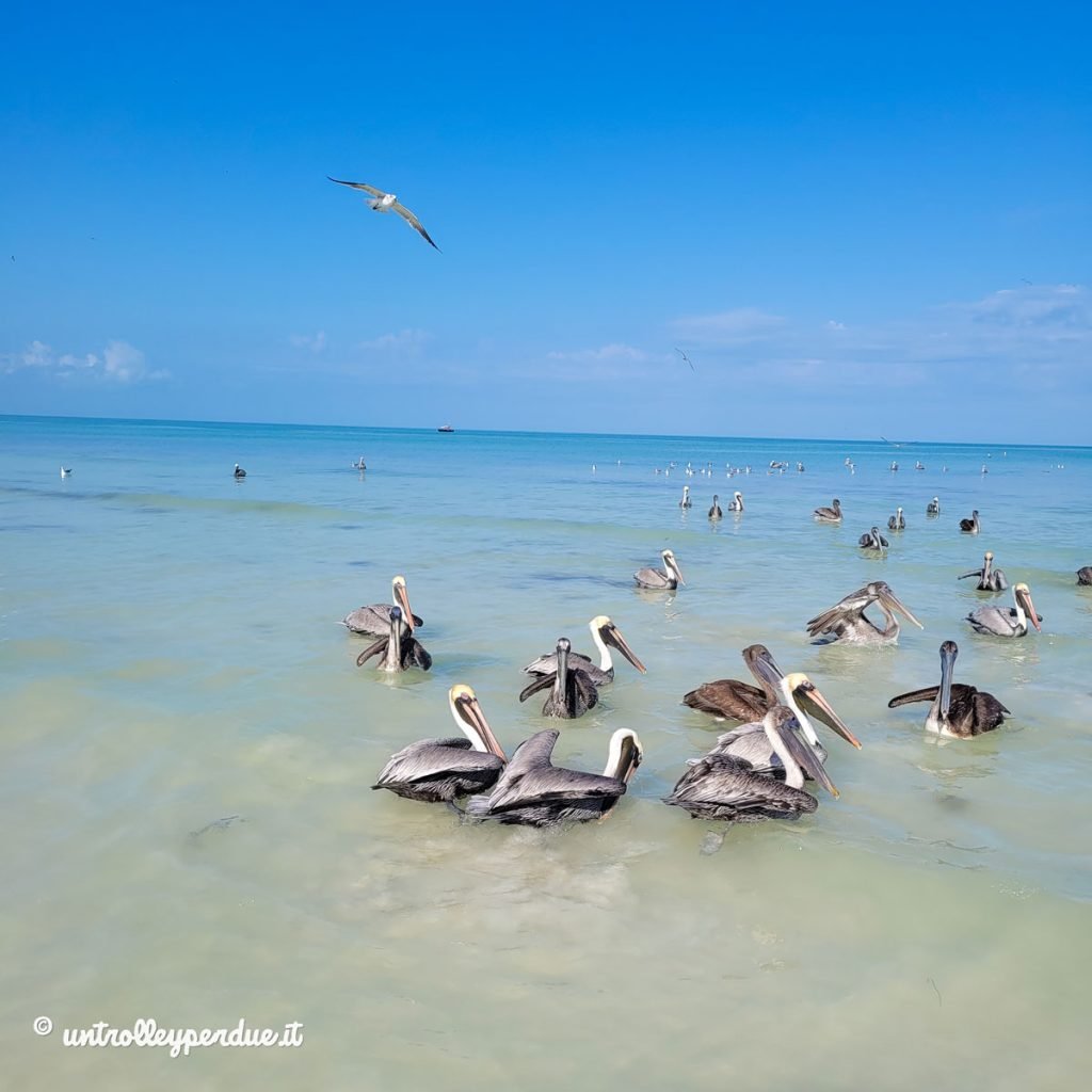 fauna di holbox