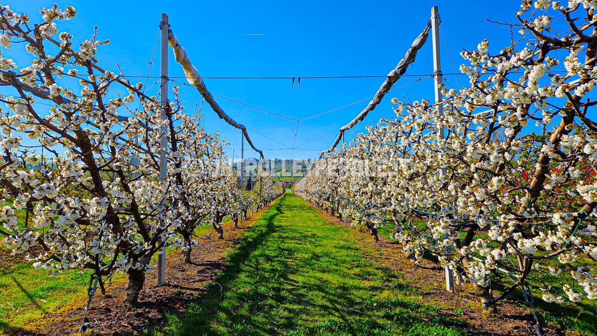 dove andare in primavera