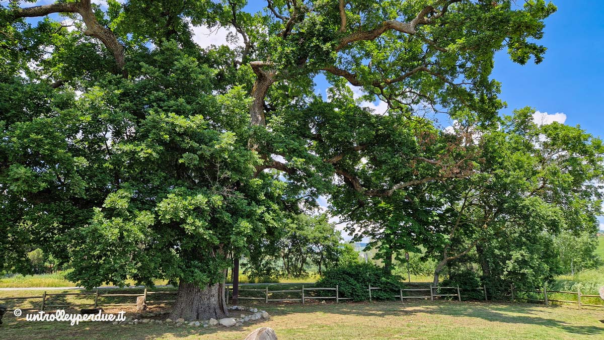 quercia delle checche val d'orcia