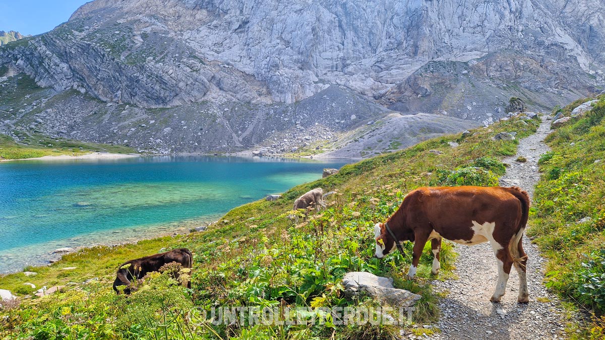 lago volaia