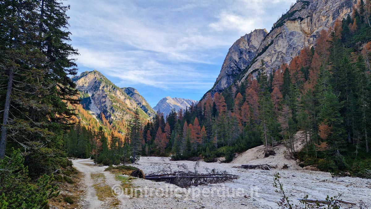 sentiero per malga foresta