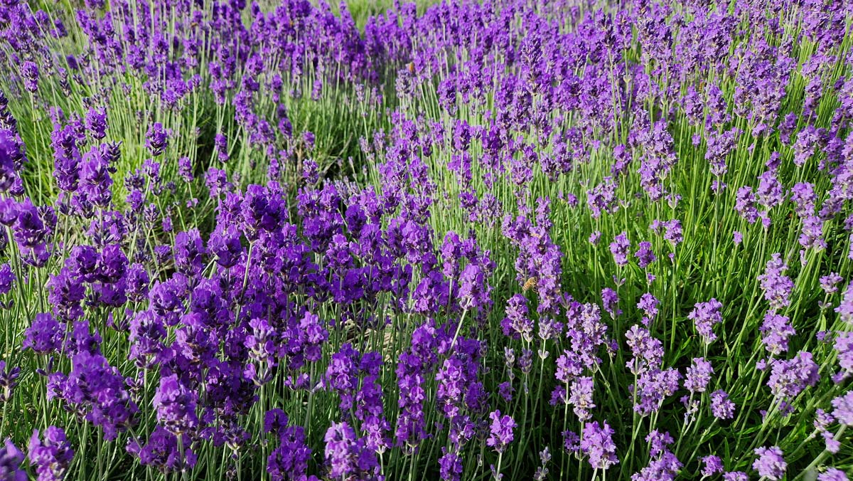 loricanda del pollino