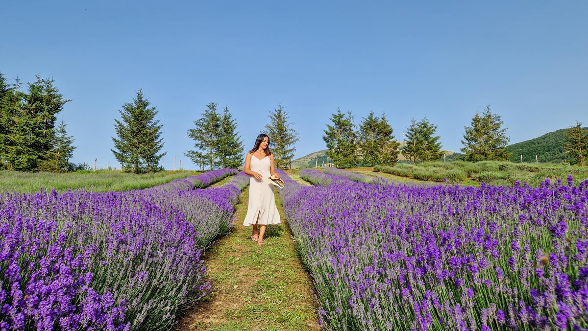 parco della lavanda calabria
