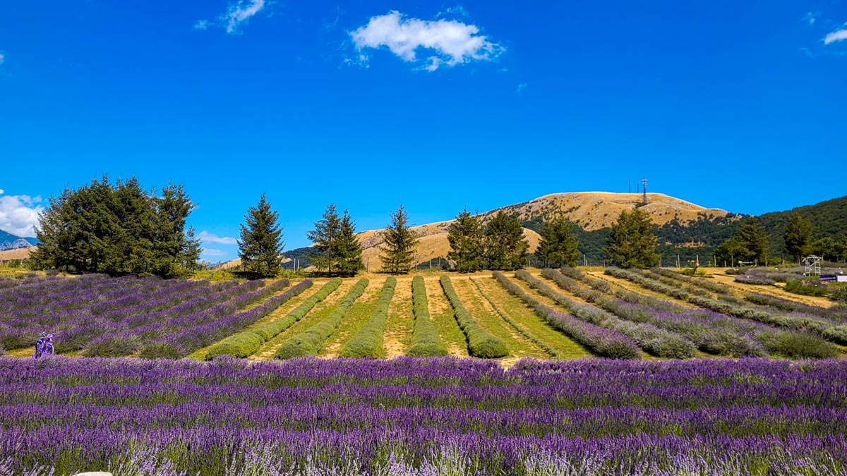 parco della lavanda calabria