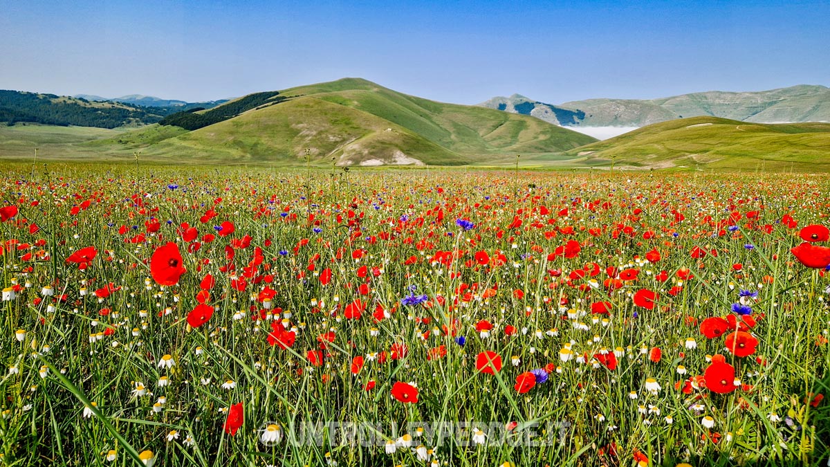 fioritura piana castelluccio