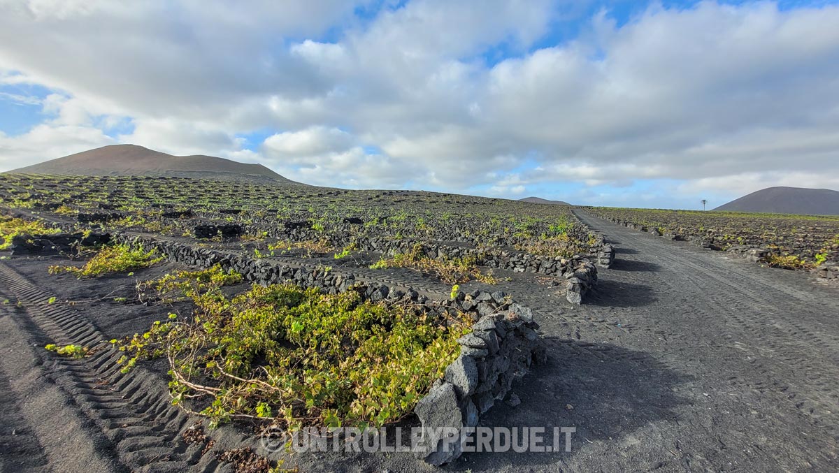 vitigni lanzarote