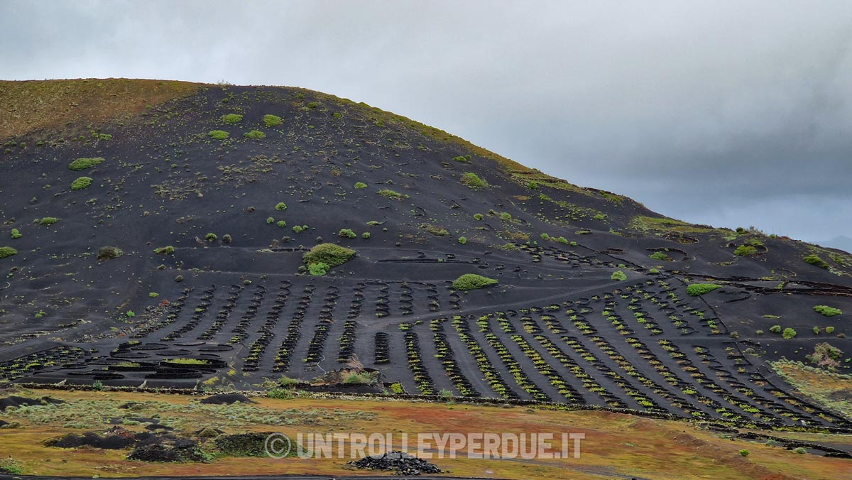 vitigni di lanzarote