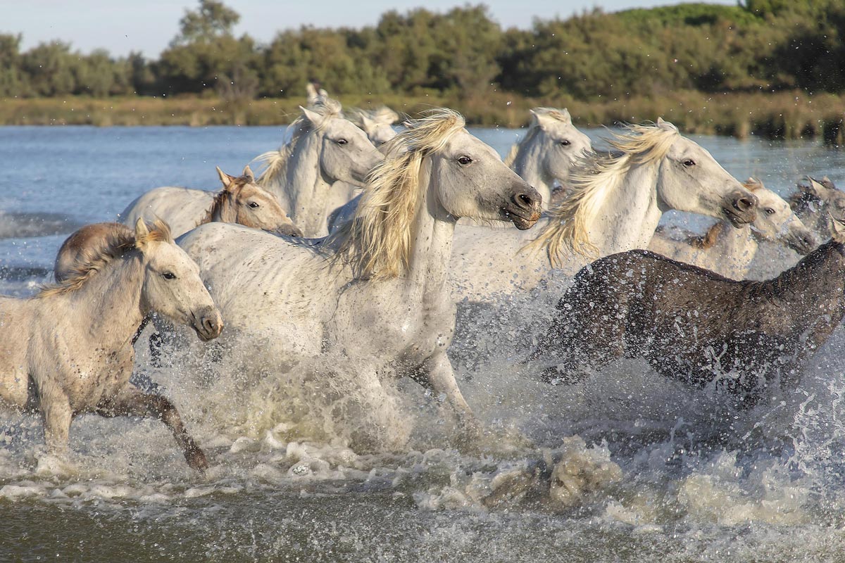 cavalli della camargue