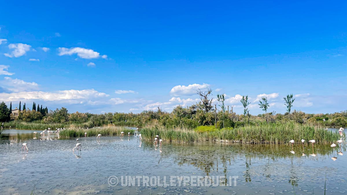 dove vedere i fenicotteri in camargue