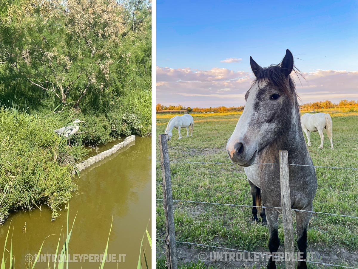 cosa vedere in camargue