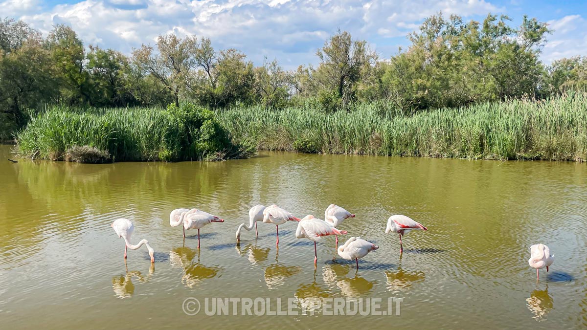 cosa vedere in camargue