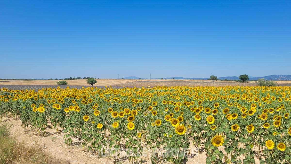 girasoli provenza