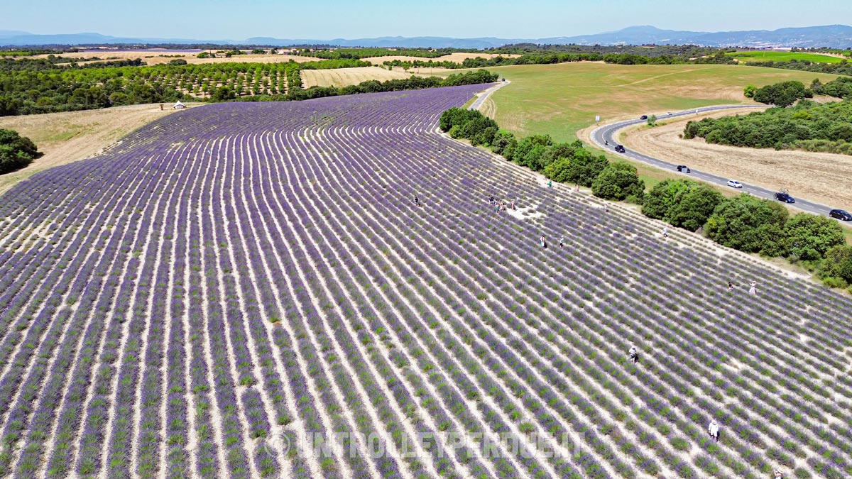 campi di lavanda provenza